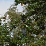 Bramwell Station, Cape York