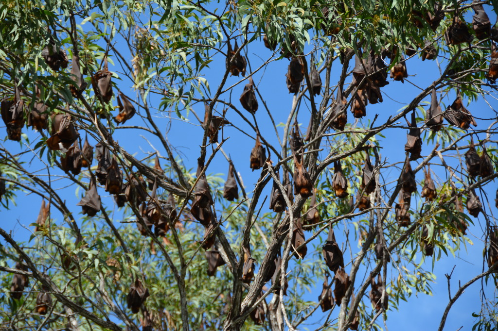 Eliot Falls, Cape York