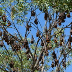Eliot Falls, Cape York