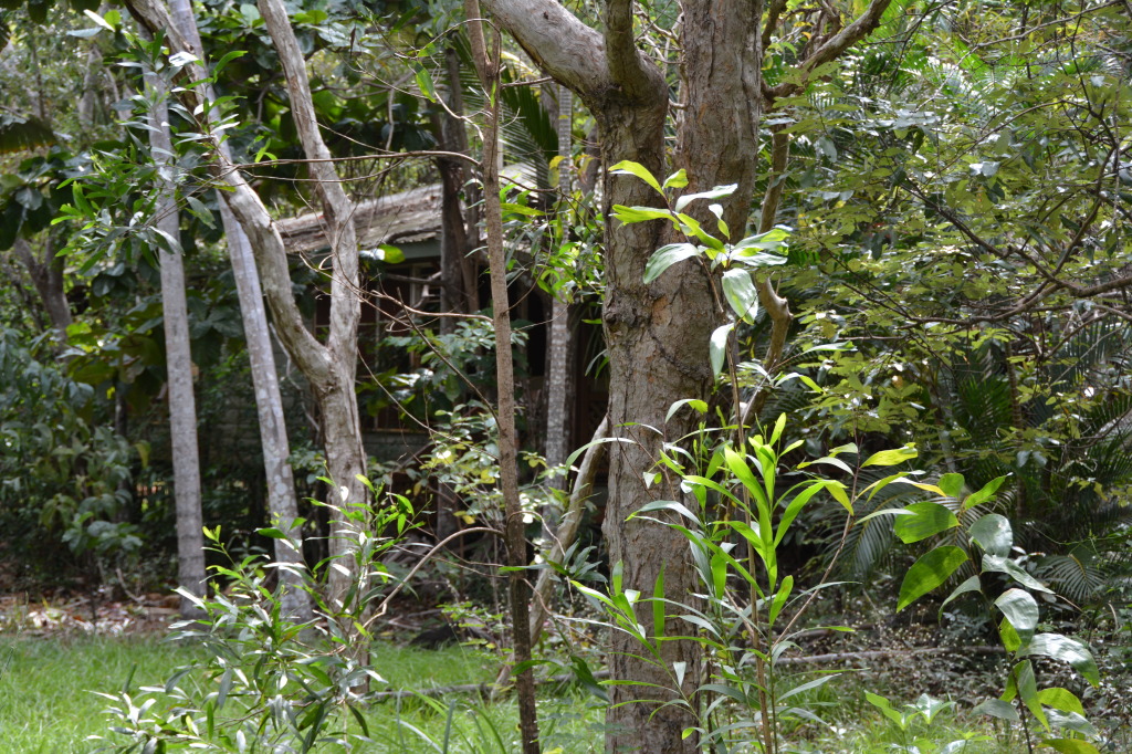 Pajinka Resort Ruins, Cape York
