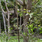 Pajinka Resort Ruins, Cape York
