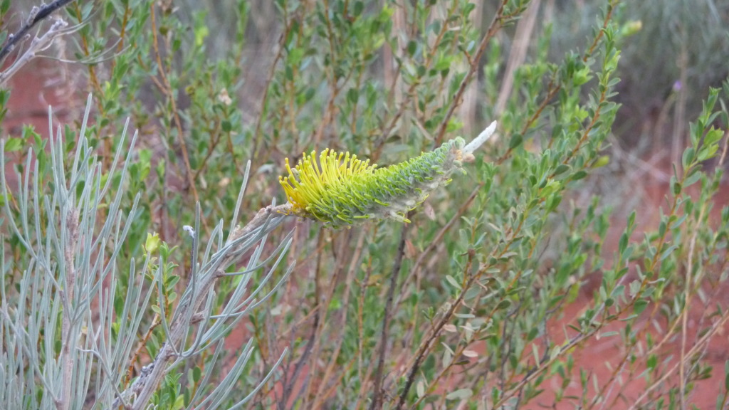 Uluru, Central Australia