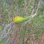 Uluru, Central Australia