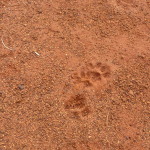 Uluru, Central Australia