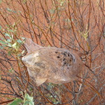 Uluru, Central Australia