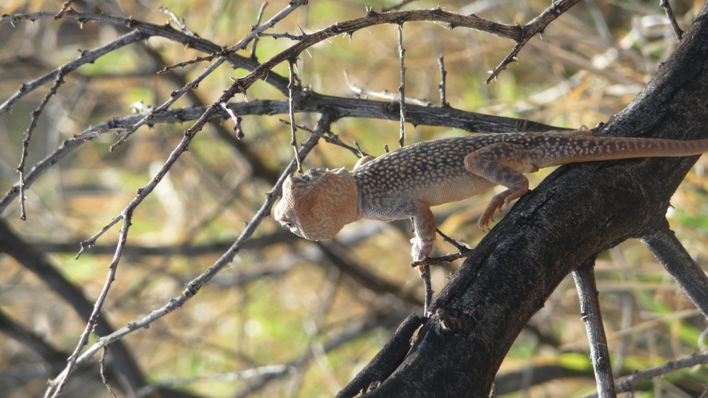 Uluru, Central Australia