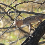 Uluru, Central Australia