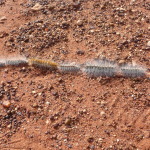 Uluru, Central Australia