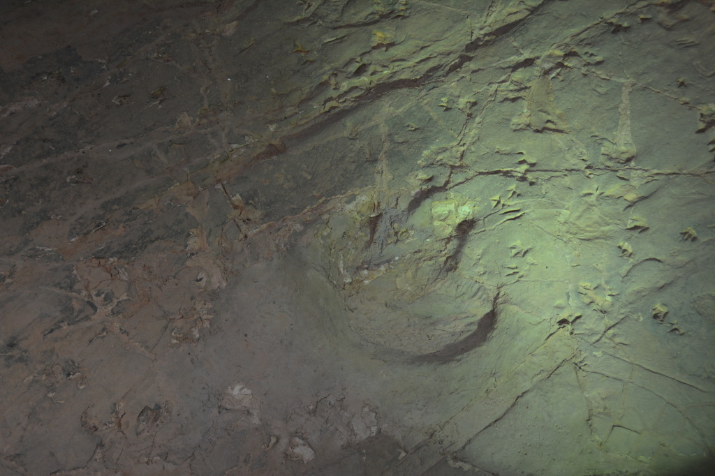 Dinosaur Stampede, Winton