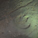 Dinosaur Stampede, Winton