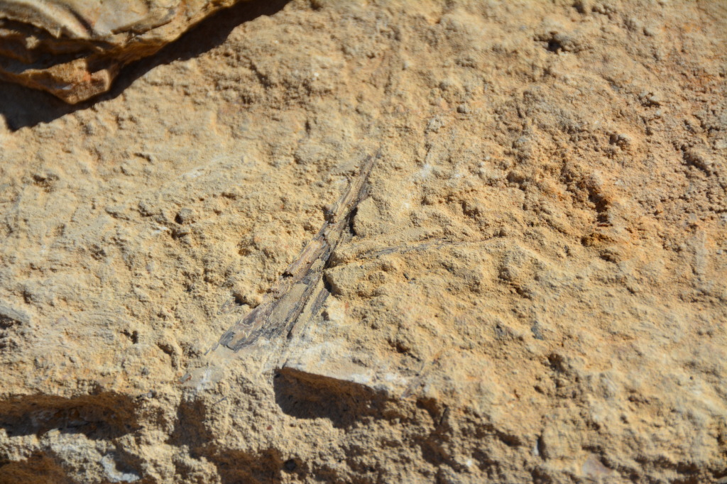 Dinosaur Fossicking Site near Richmond