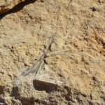 Dinosaur Fossicking Site near Richmond