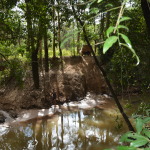 Palm Creek, Cape York