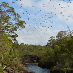 Twin Falls, Cape York